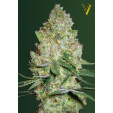 Семена конопли Chronic Monster XXL (Chronic XXL) Феминизированные Victory seeds